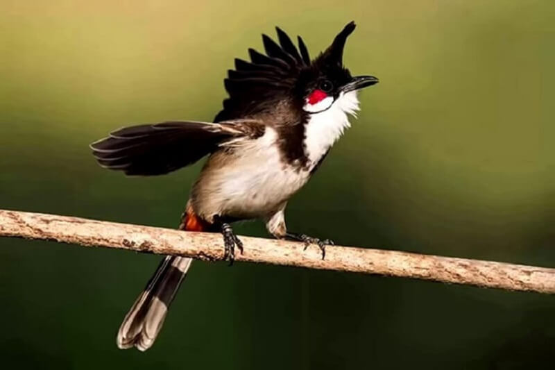 Đặc điểm ngoại hình của chim Chào Mào Bông